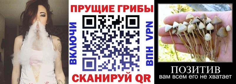 Псилоцибиновые грибы Cubensis  гидра ТОР  Менделеевск 
