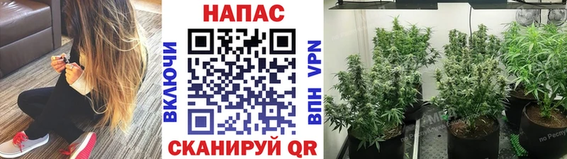 где найти   Менделеевск  Бошки Шишки конопля 